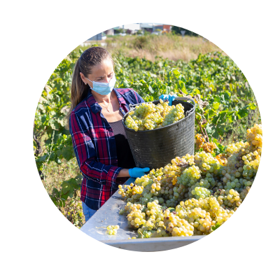 Agriculture worker wearing face mask and gloves while loading produce